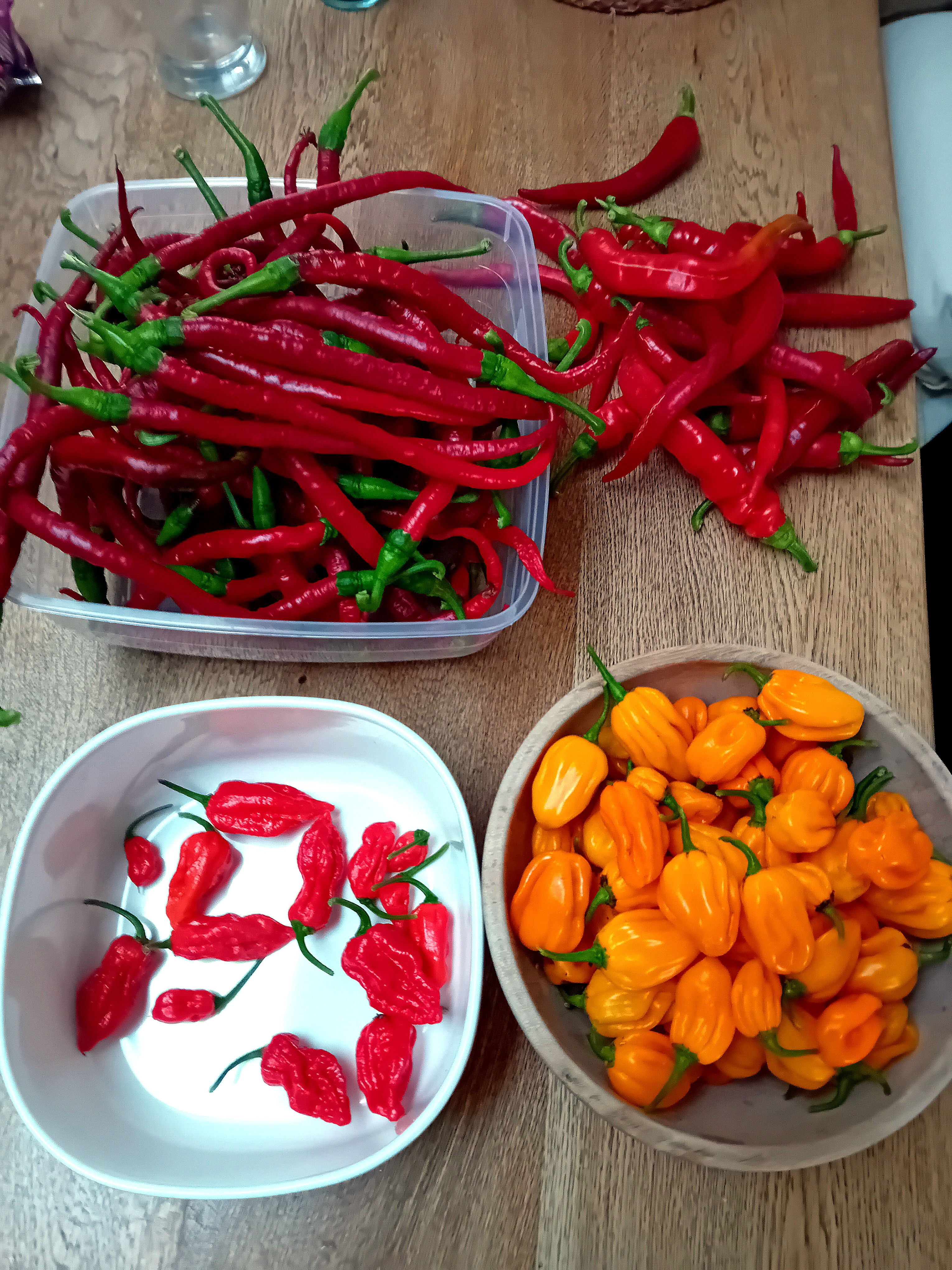 Chilli Farm