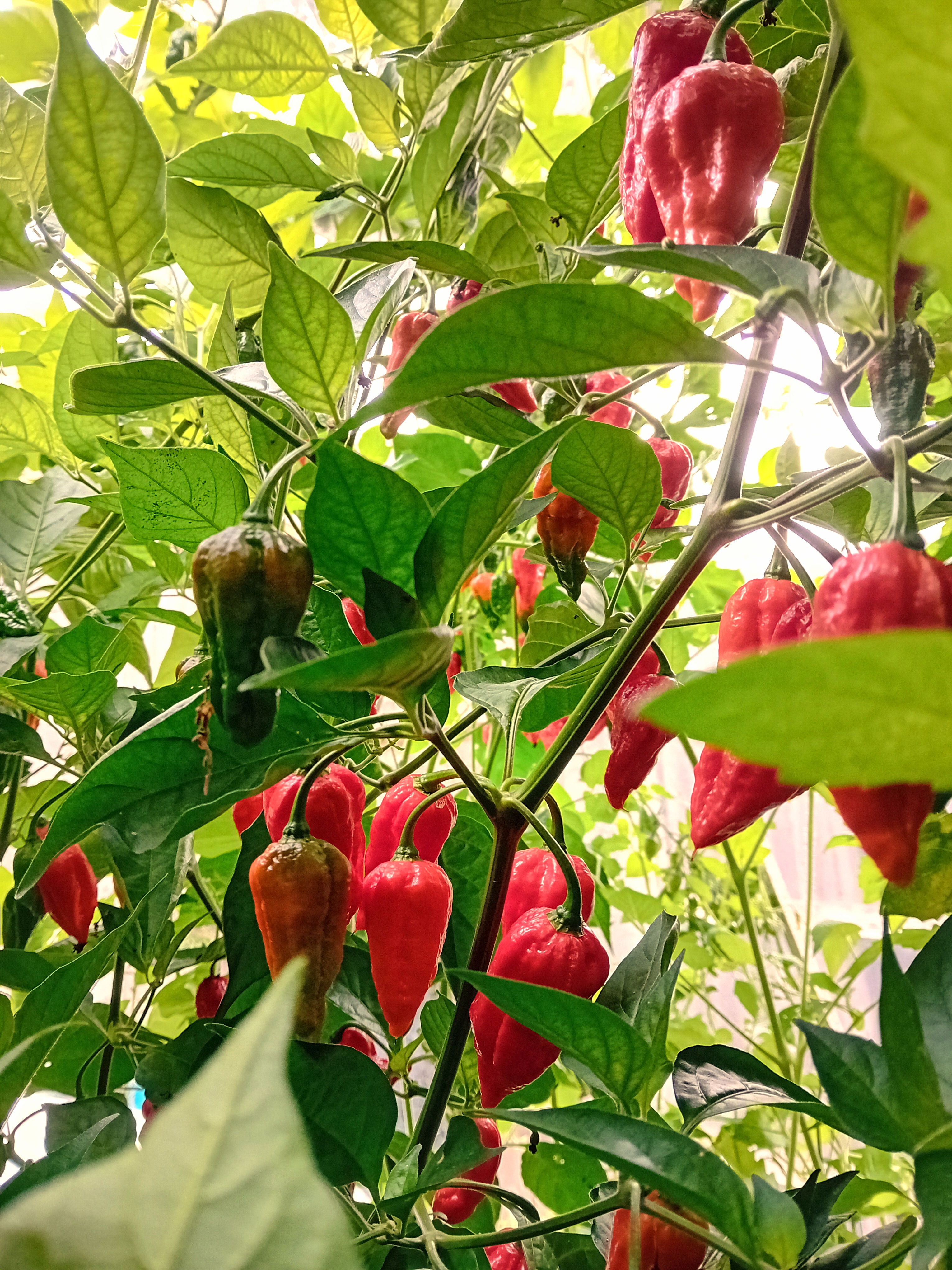 Chilli Farm