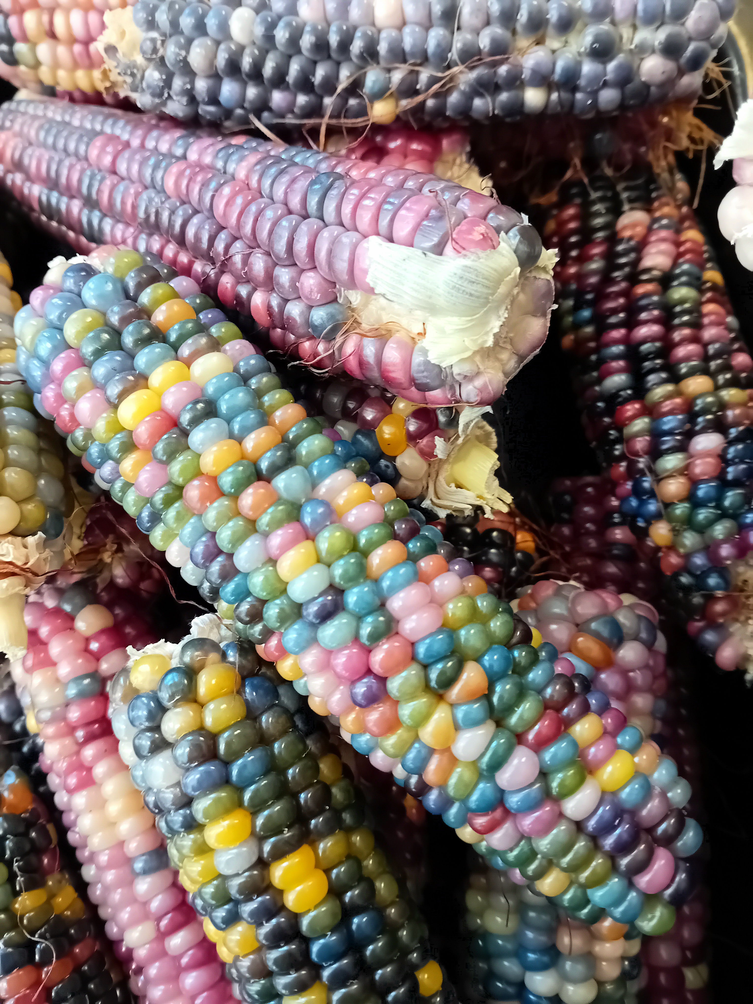 Rainbow Popcorn Domestication