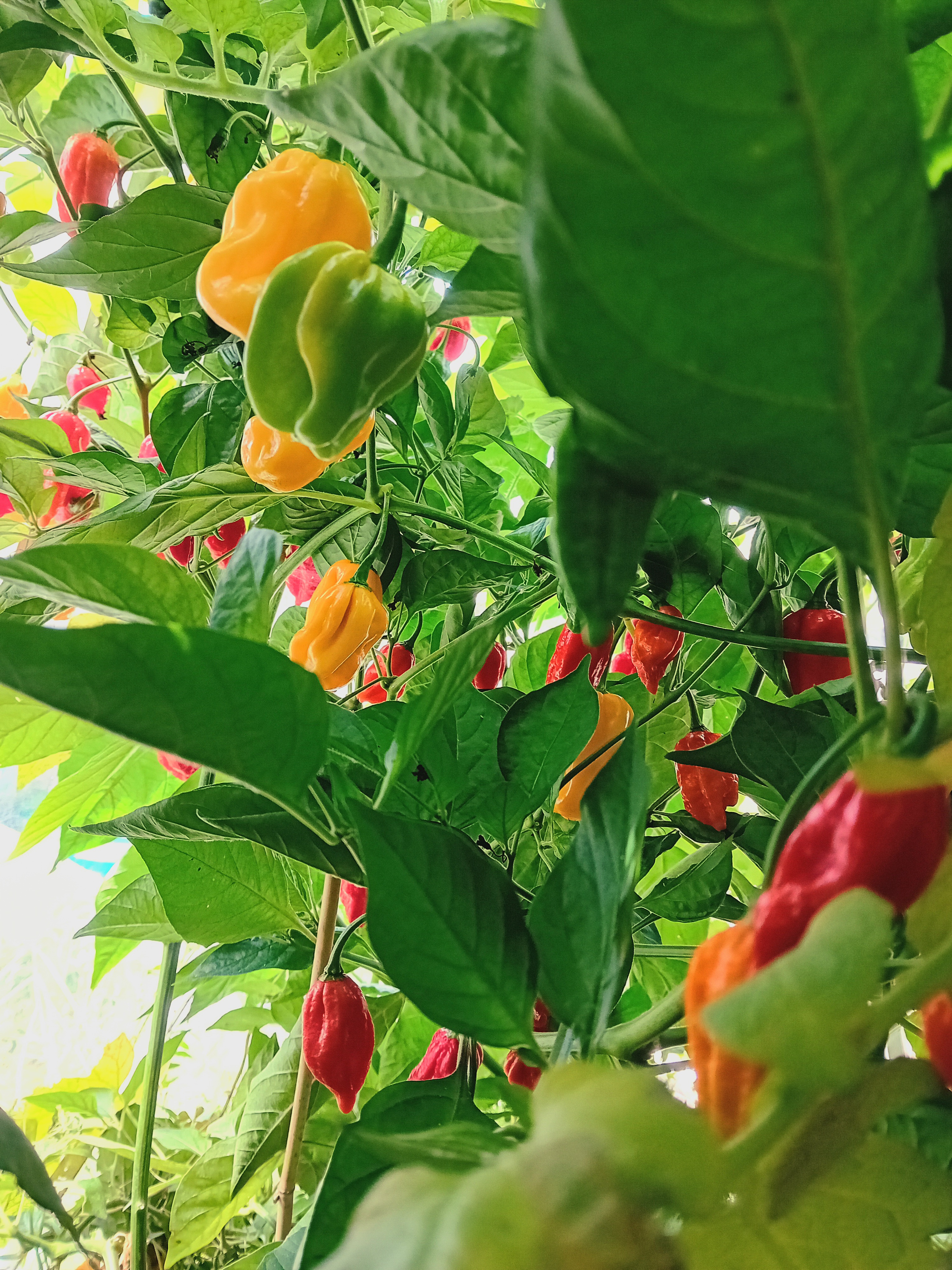 Chilli Farm